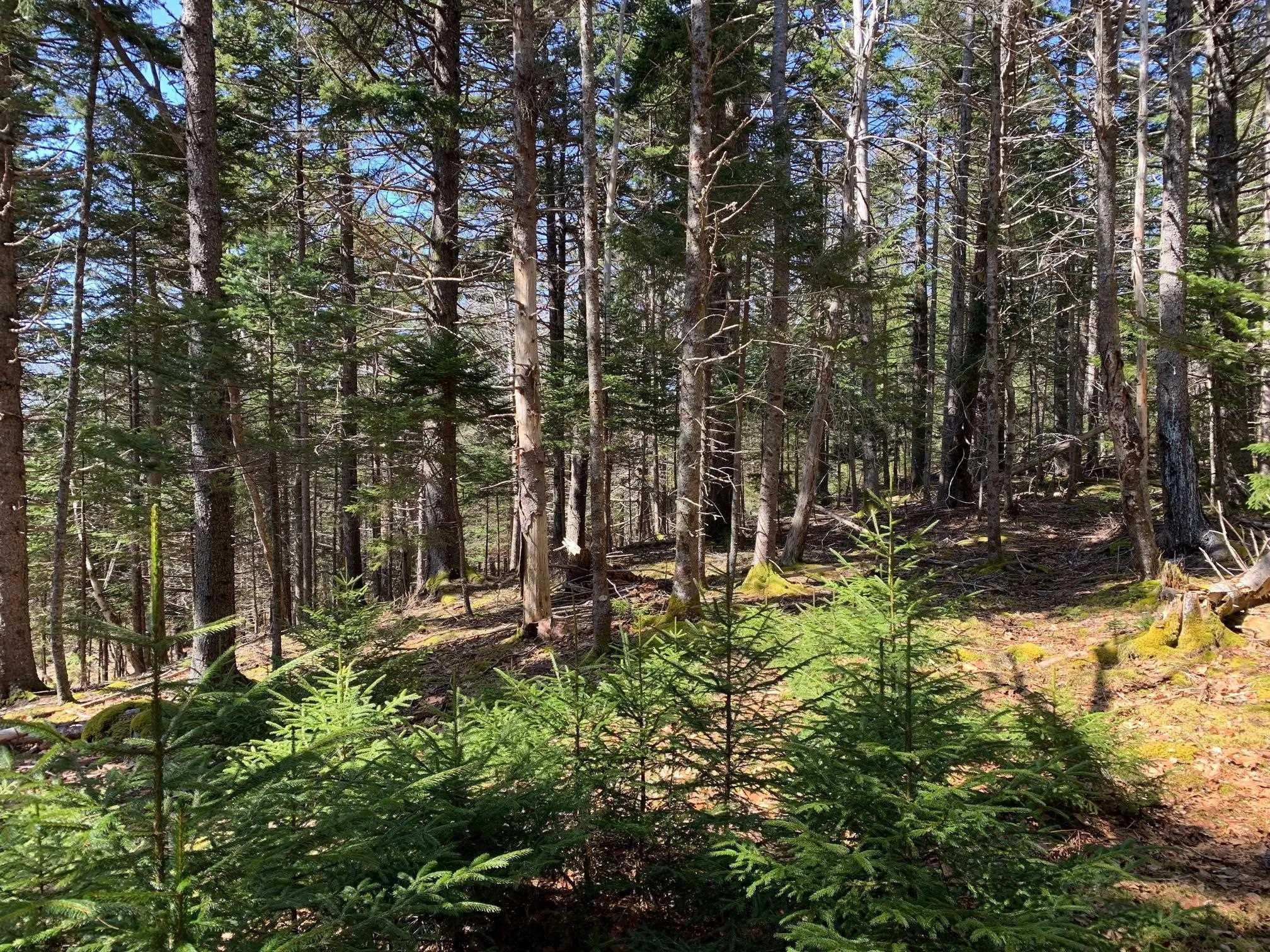 236 Princes Inlet Drive, Martins Brook, NS B0J 2C0, 3 Bedrooms Bedrooms, ,3 BathroomsBathrooms,Residential,For Sale,Princes Inlet,202522214
