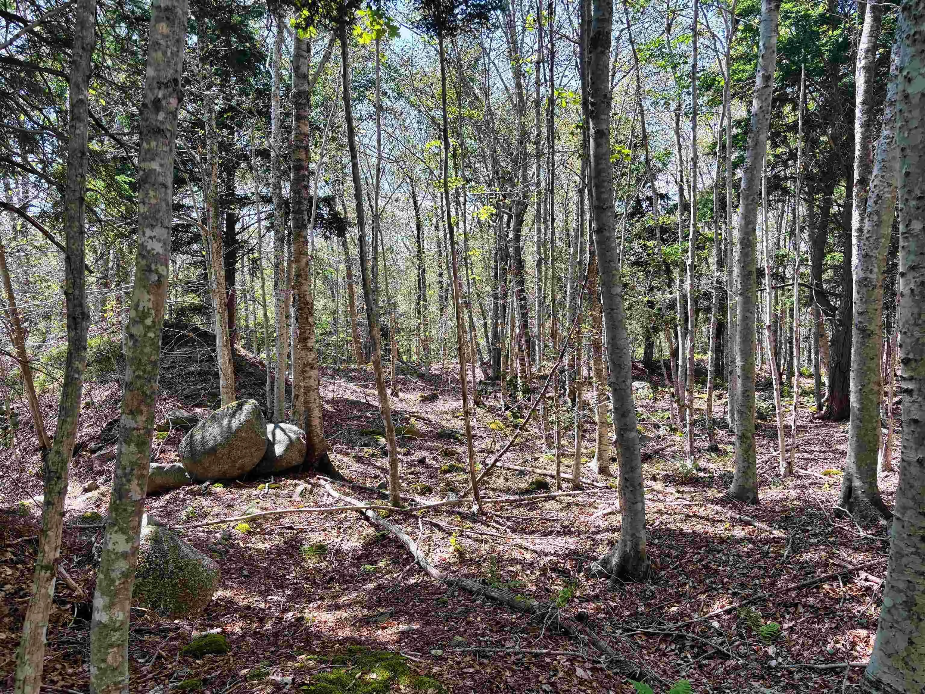Crouse Settlement Road Lot 6, Italy Cross, NS B4V 0P5, ,Land,For Sale,Crouse Settlement,202519692