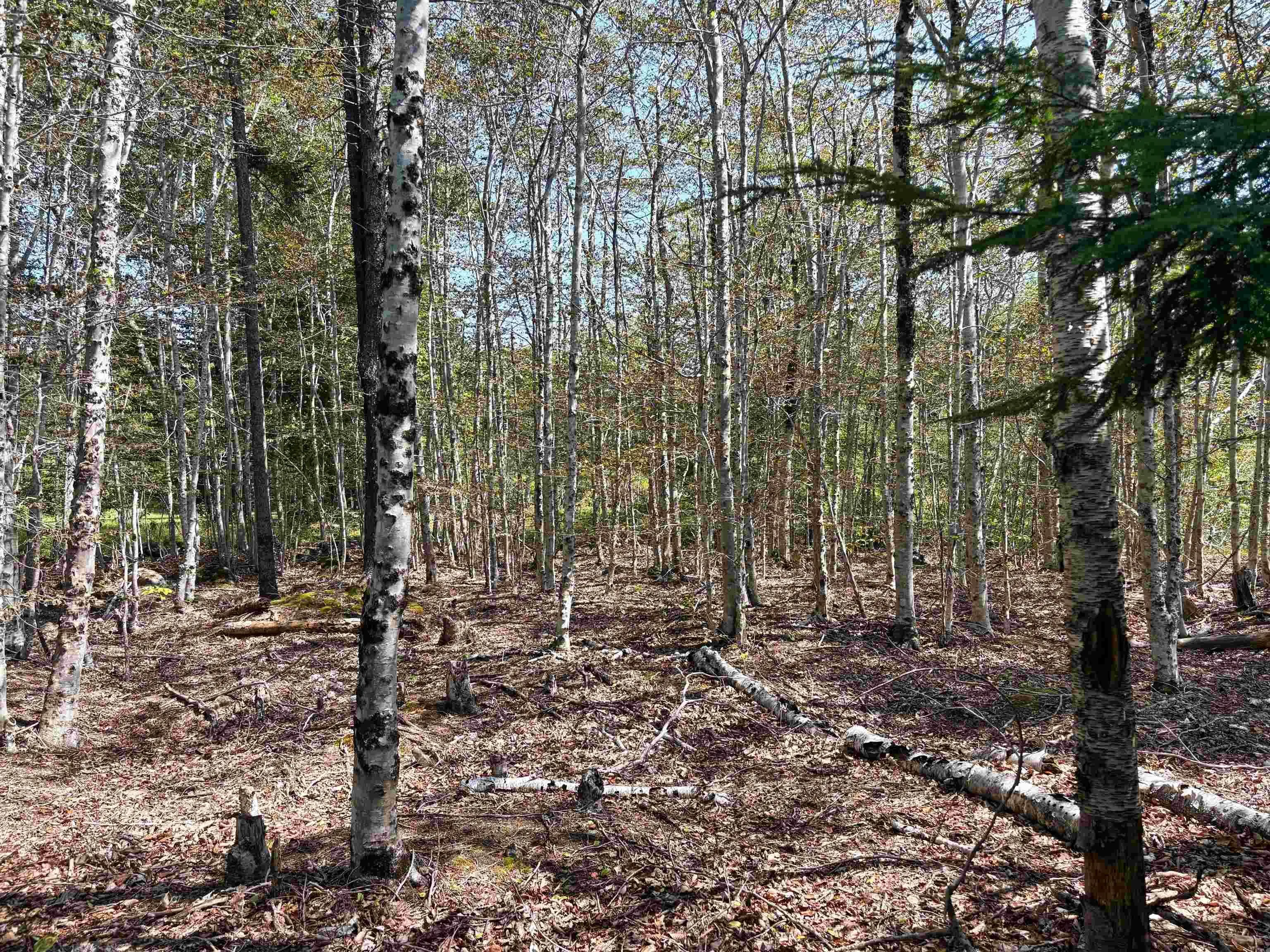 Crouse Settlement Road Lot 6, Italy Cross, NS B4V 0P5, ,Land,For Sale,Crouse Settlement,202519692