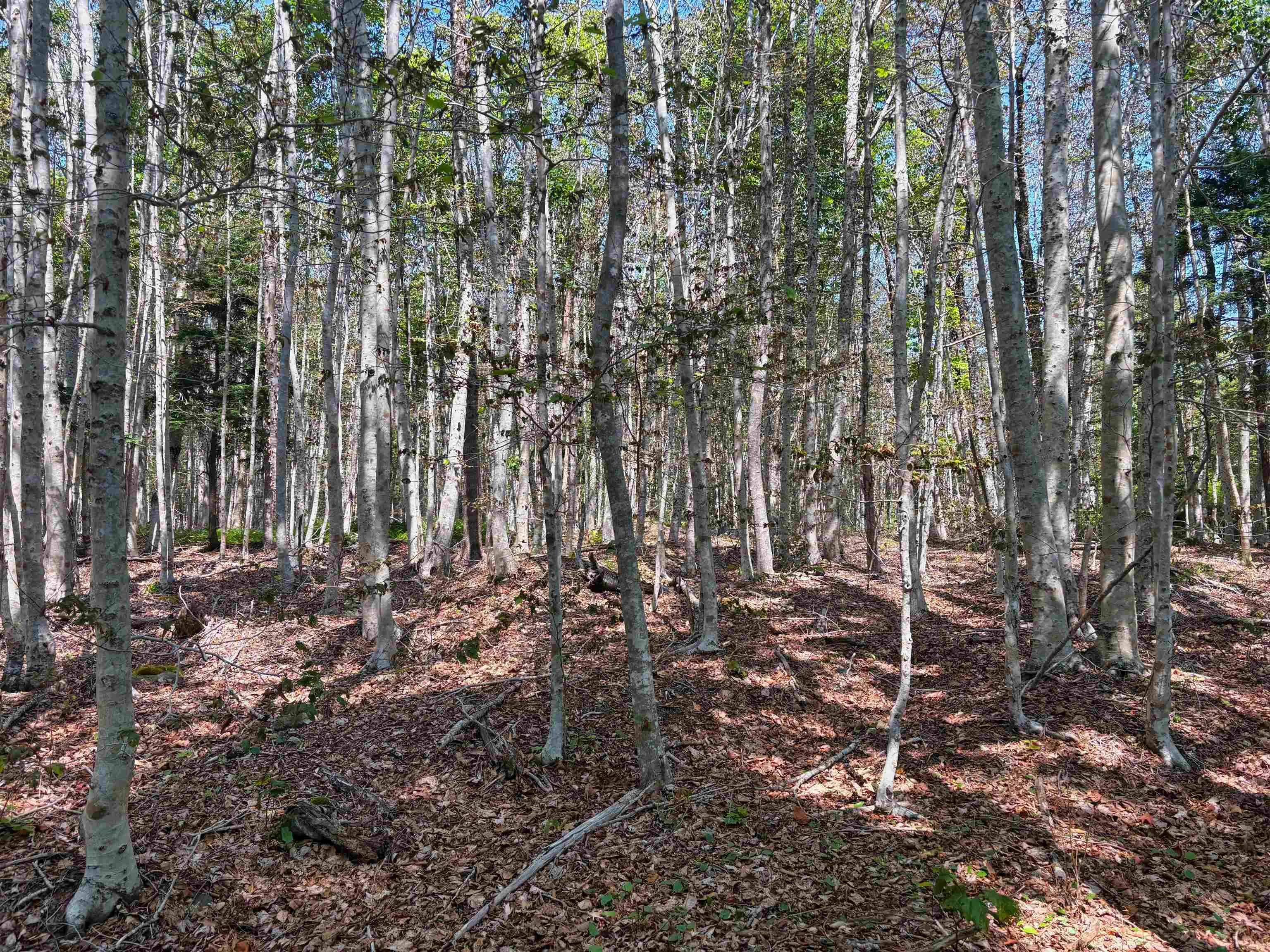 Crouse Settlement Road Lot 6, Italy Cross, NS B4V 0P5, ,Land,For Sale,Crouse Settlement,202519692