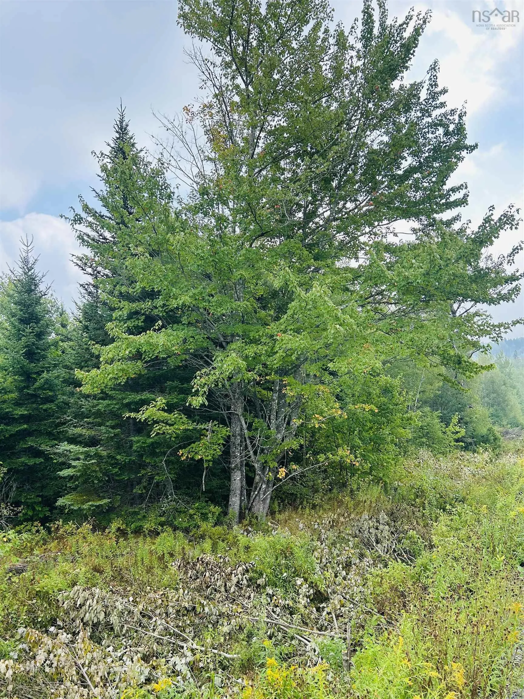 Lot Alpena Road, East Inglisville, NS B0S 1M0, ,Land,For Sale,Alpena,202521742