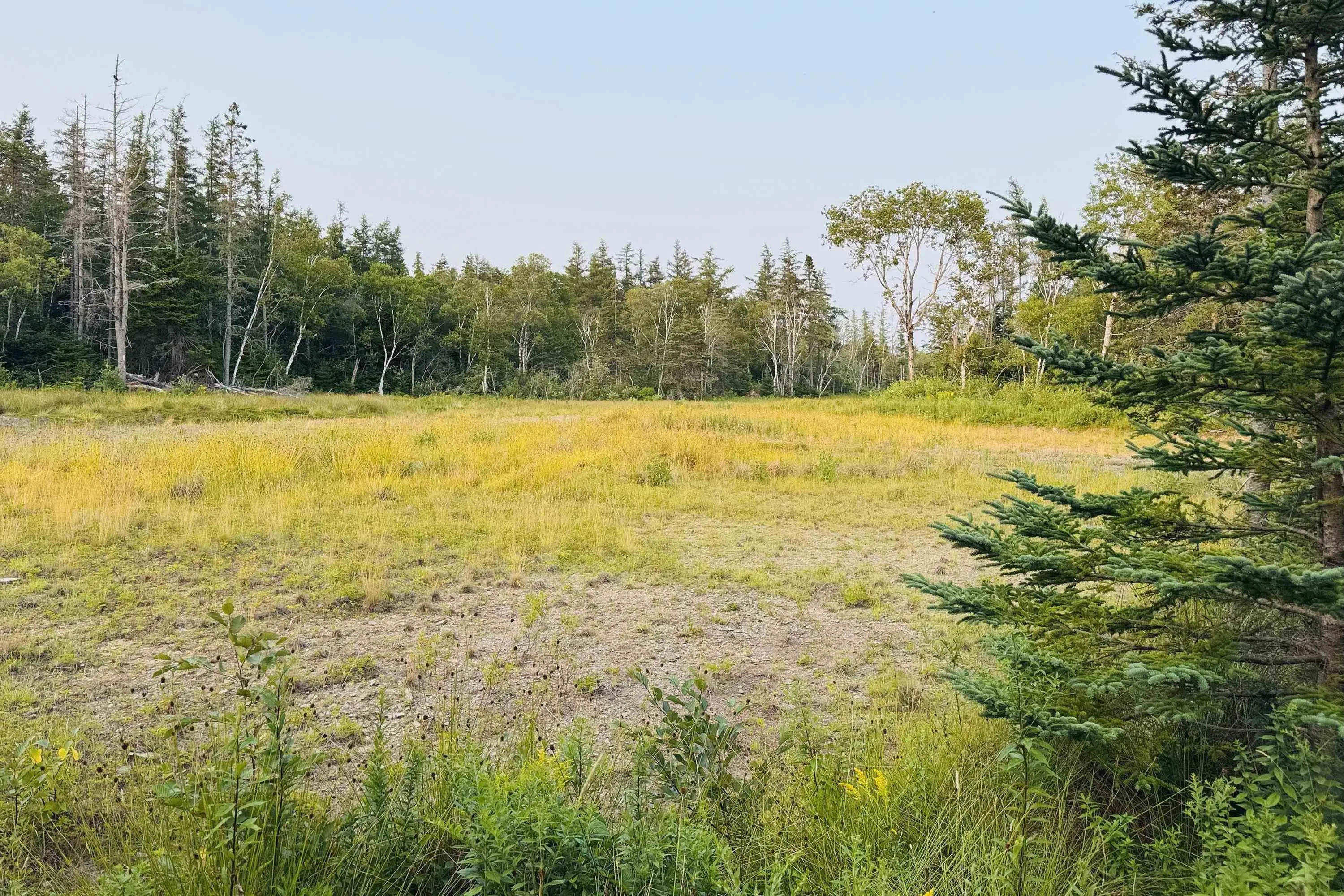 Whitehall Road, Parrsboro, NS B0M 1S0, ,Land,For Sale,Whitehall,202519796