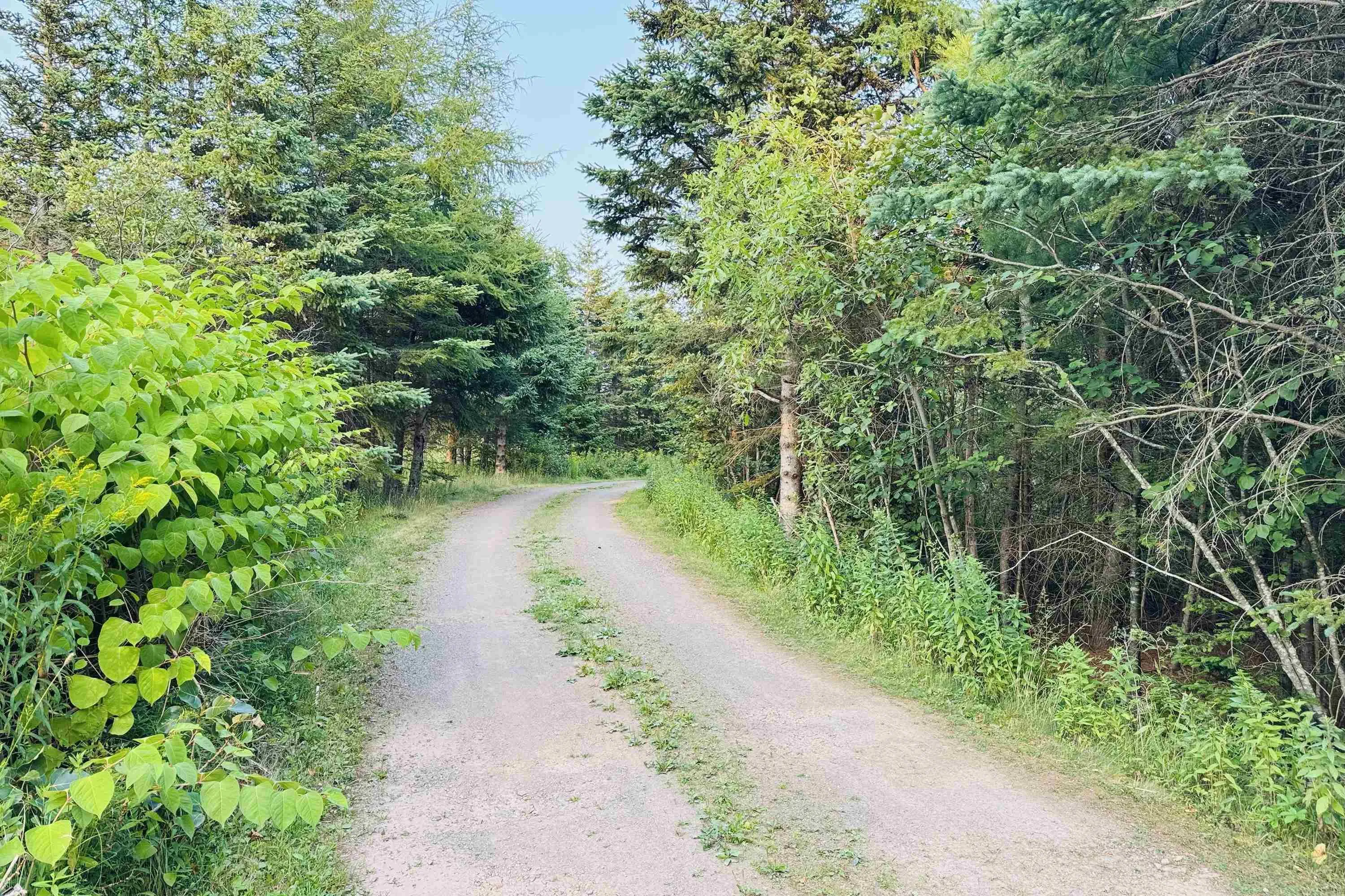 Whitehall Road, Parrsboro, NS B0M 1S0, ,Land,For Sale,Whitehall,202519796
