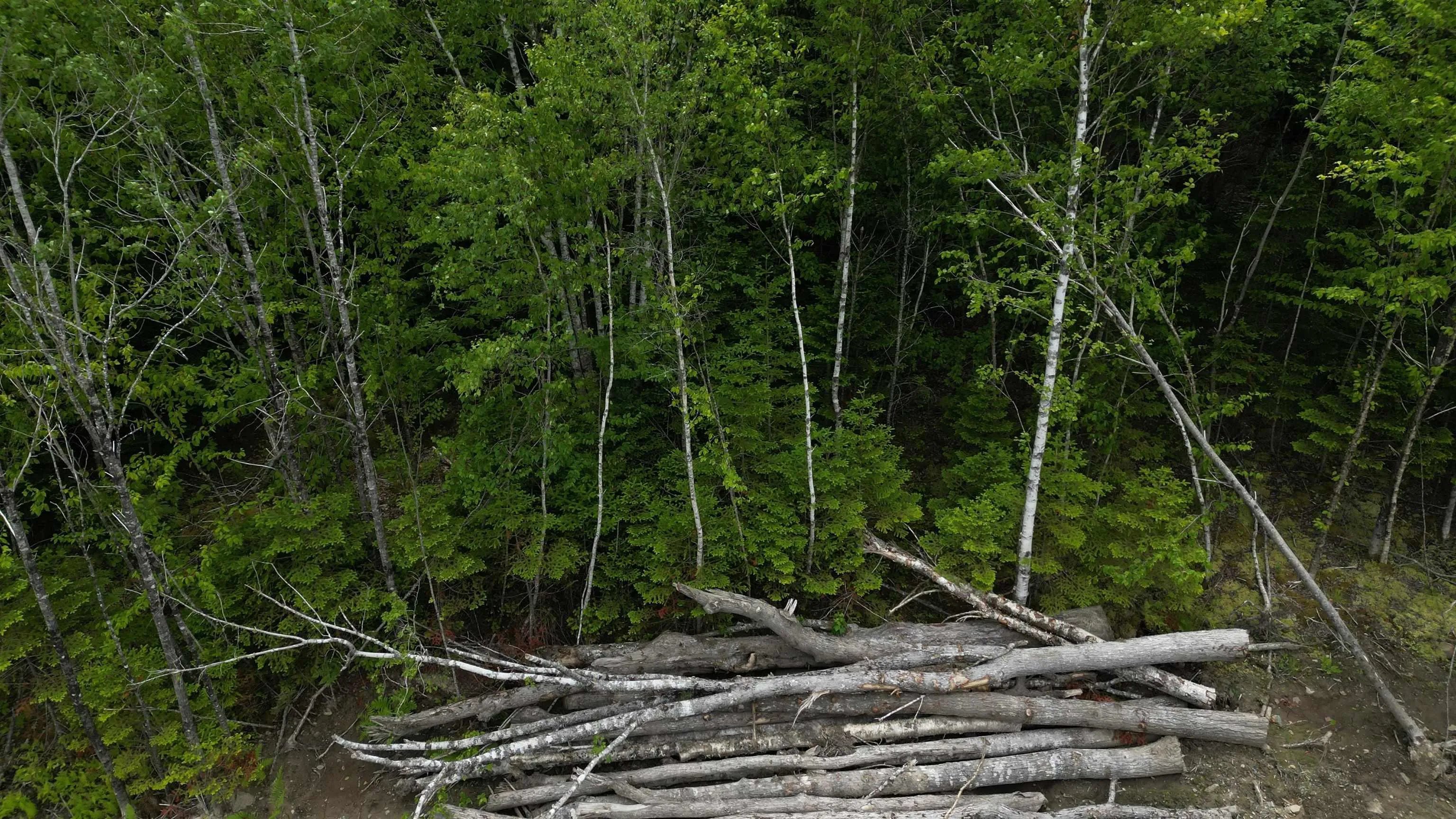 Block 1 Pearl Lane, Hillsvale, NS B0N 1Z0, ,Land,For Sale,Pearl,202515868