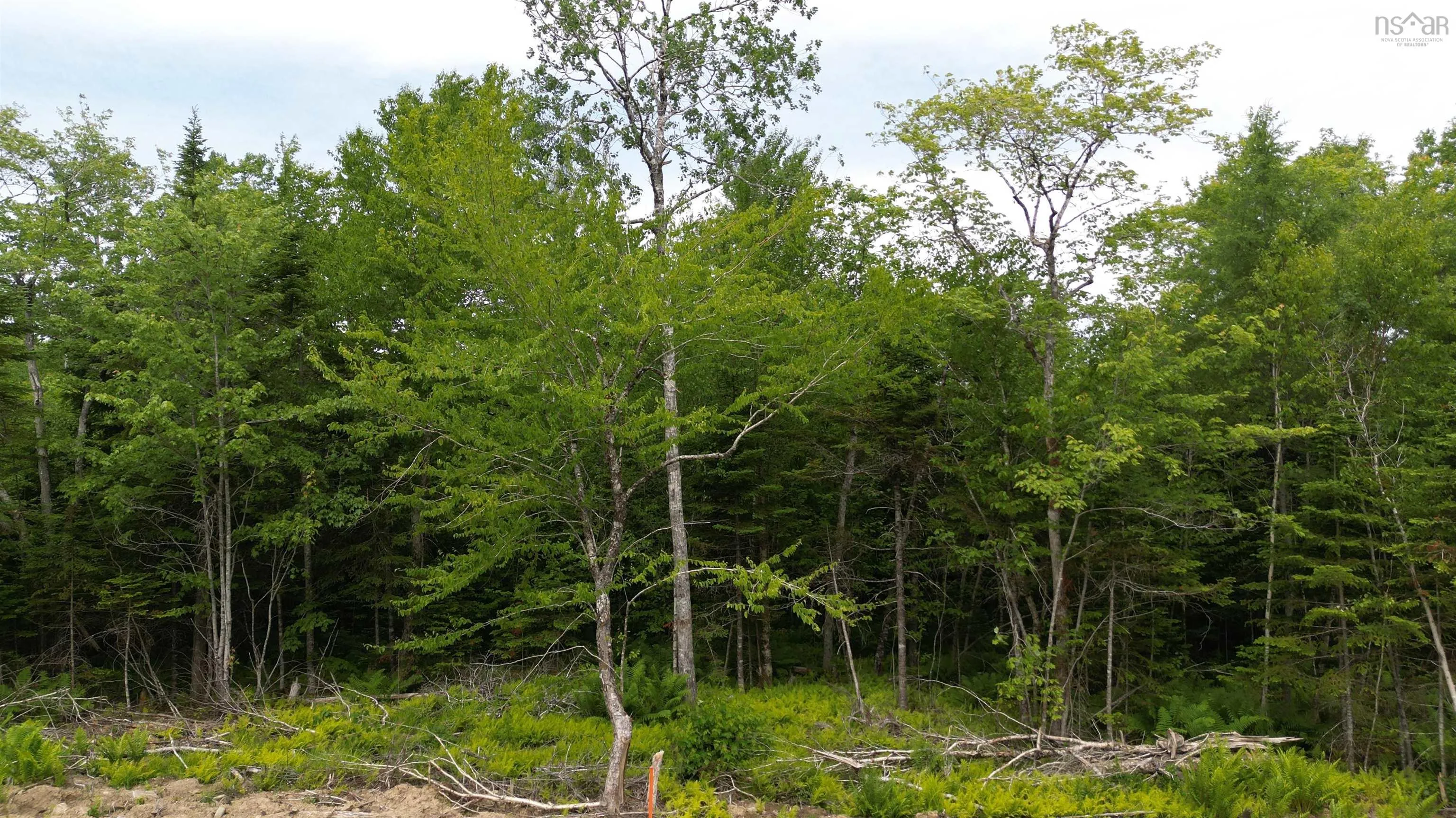 Block 1 Pearl Lane, Hillsvale, NS B0N 1Z0, ,Land,For Sale,Pearl,202515868