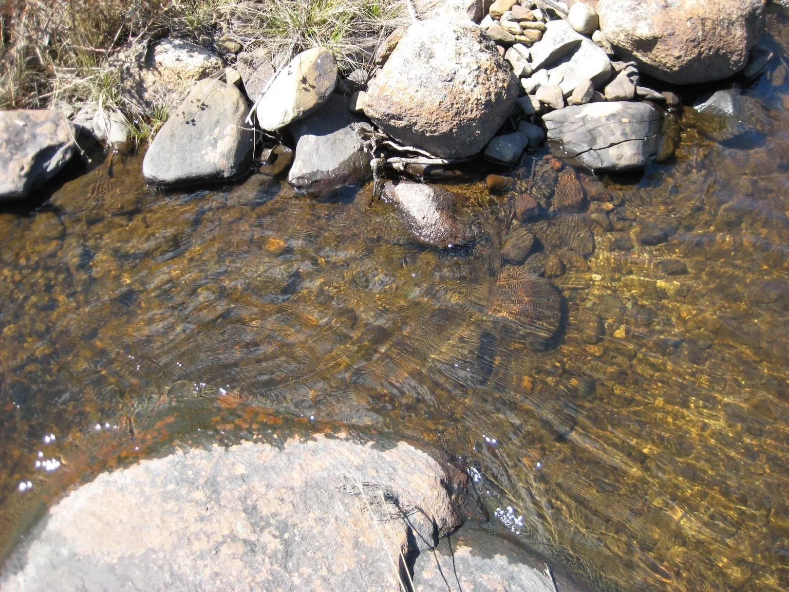 Newmans Lake Lot 4, Tangier, NS B0J 3H0, ,Land,For Sale,Newmans,202523594