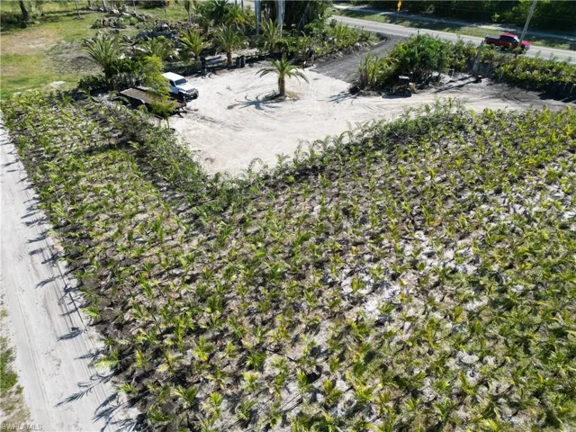 Expansive nursery grounds featuring rows of young plants, numerous mature palm trees, and a gravel drive