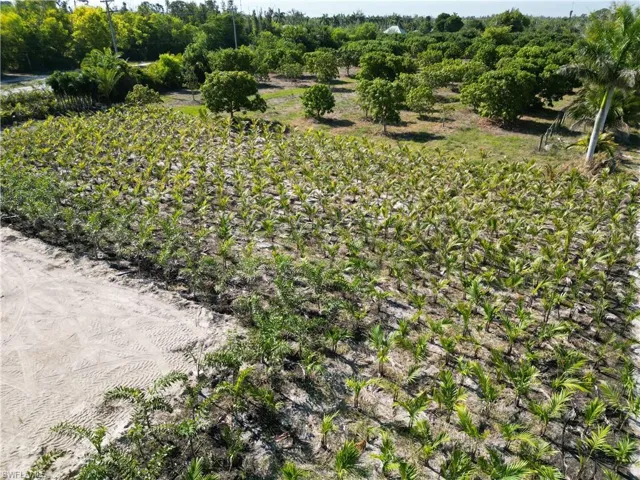 Expansive agricultural property featuring rows of young plants, a sandy access path, and mature trees in the background