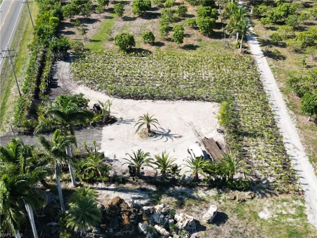 Expansive land parcel featuring existing palm trees and agricultural plantings