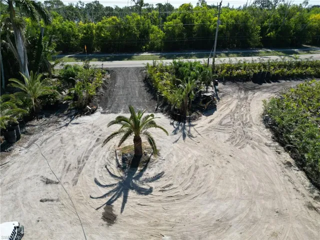Expansive sandy lot featuring a central palm tree and surrounding diverse foliage