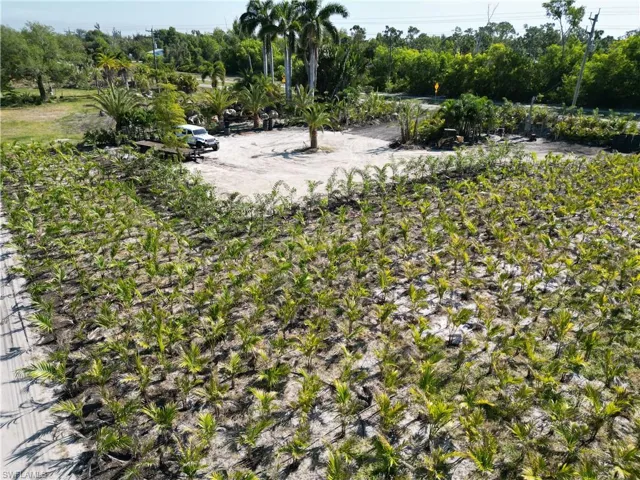 Expansive agricultural field featuring organized rows of young palm trees
