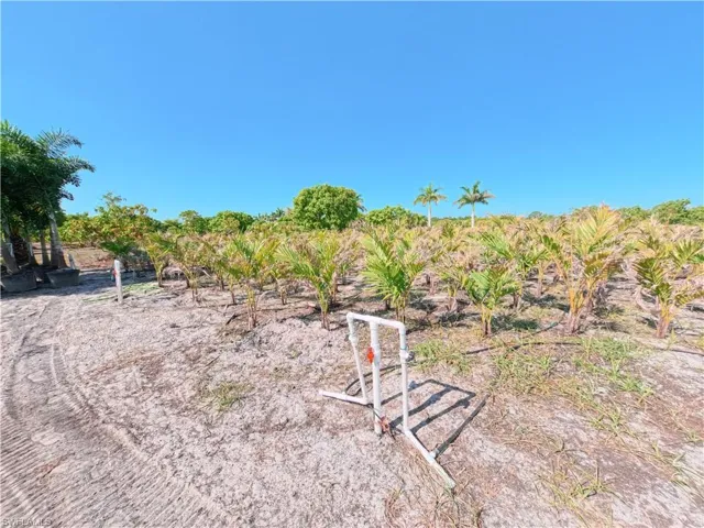 Expansive land parcel featuring rows of young palms, mature palm trees, and an irrigation system