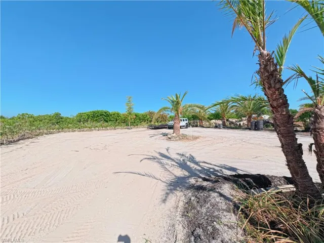 Expansive cleared land featuring several mature palm trees and natural vegetation at the perimeter