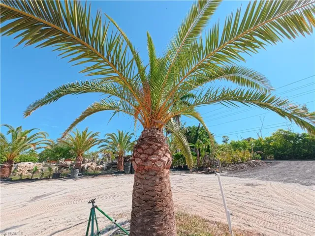 Mature palm tree with a robust, textured trunk and broad green fronds, set against a clear blue sky