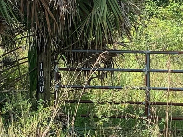 1020 Limpkin