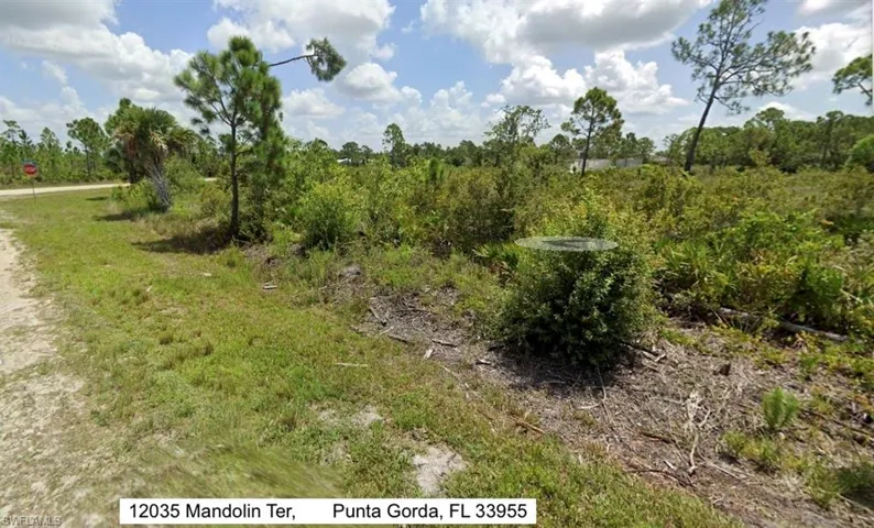 View of local wilderness
