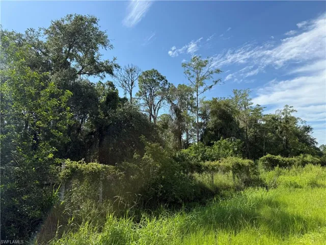 View of local wilderness