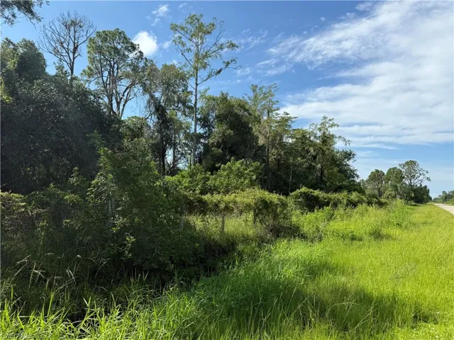 View of local wilderness