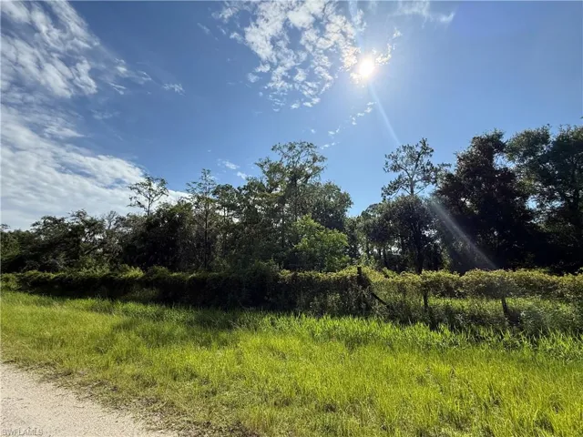 View of local wilderness