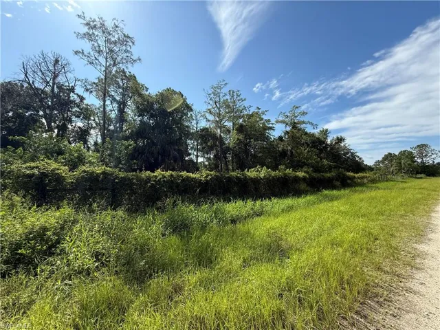 View of local wilderness