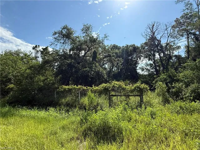 View of local wilderness