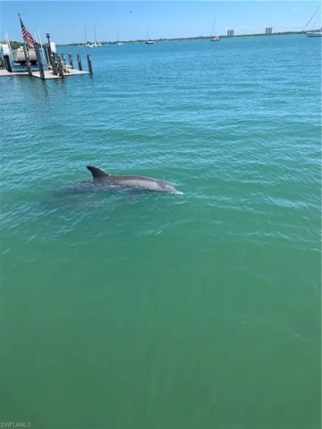 Enjoy the dolphins playing