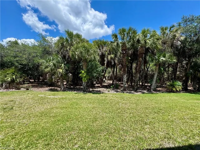Expansive green lawn with a dense natural buffer of mature palm trees and varied foliage