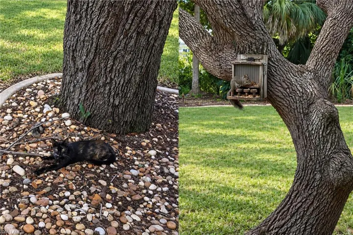 Each day, your backyard comes alive with quiet moments of nature that make every morning feel a little more special.