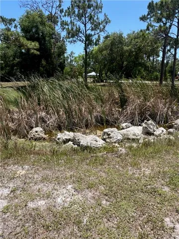 View of local wilderness