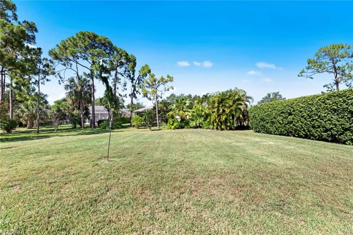 Back yard