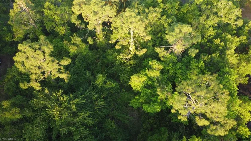 Bird's eye view with a forest view