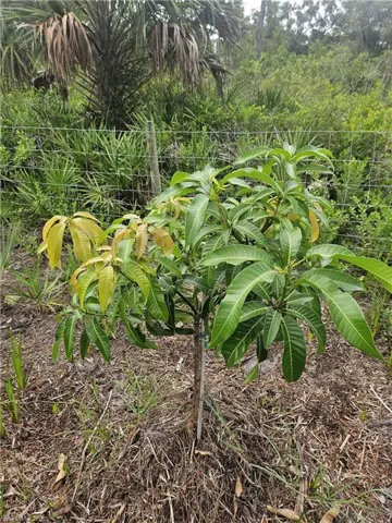 5833 Stewart Ln, Labelle, Florida 33935