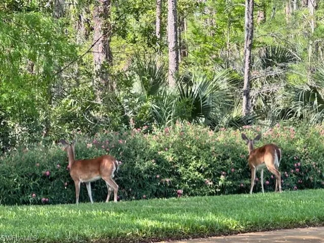 Deer on Cedar Hammock Blvd