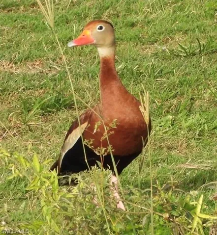 Myerlee Park Ponds