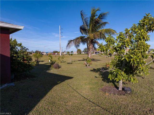 Backyard - Fruit Trees