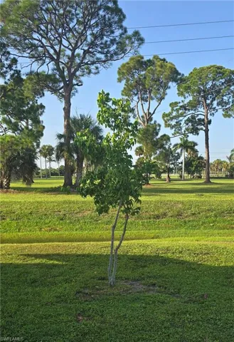 Starfruit Tree