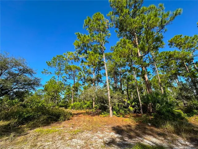 View of local wilderness