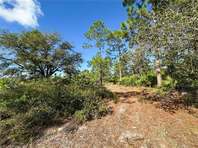 View of local wilderness
