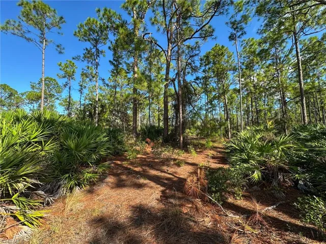View of local wilderness