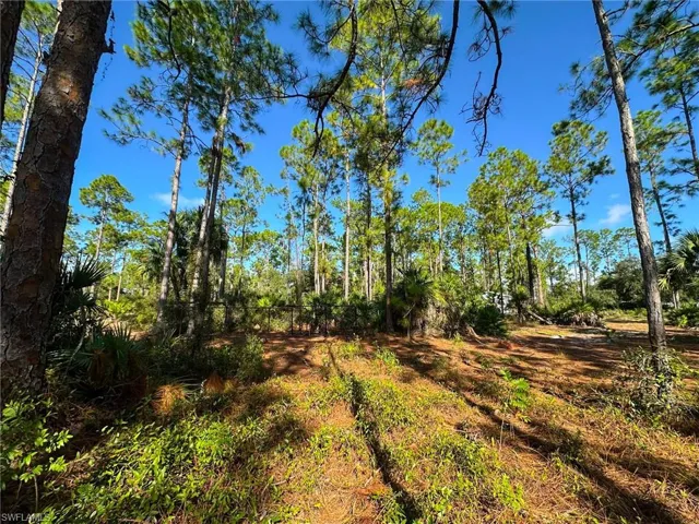 View of local wilderness