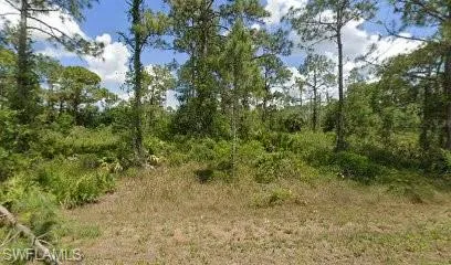 View of local wilderness