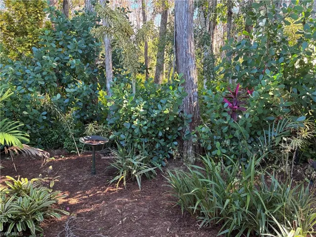 View of local wilderness