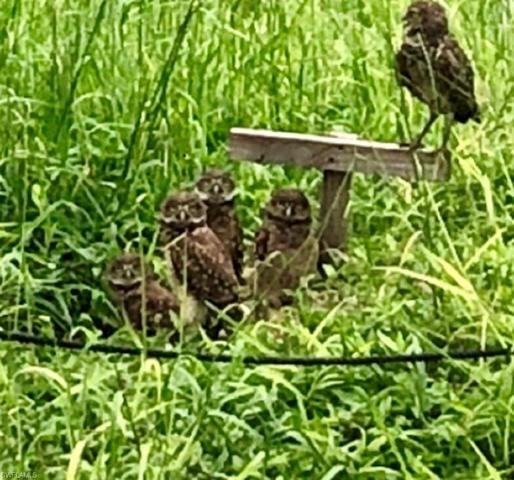 Burrowing Owls