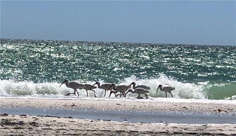 Shore birds