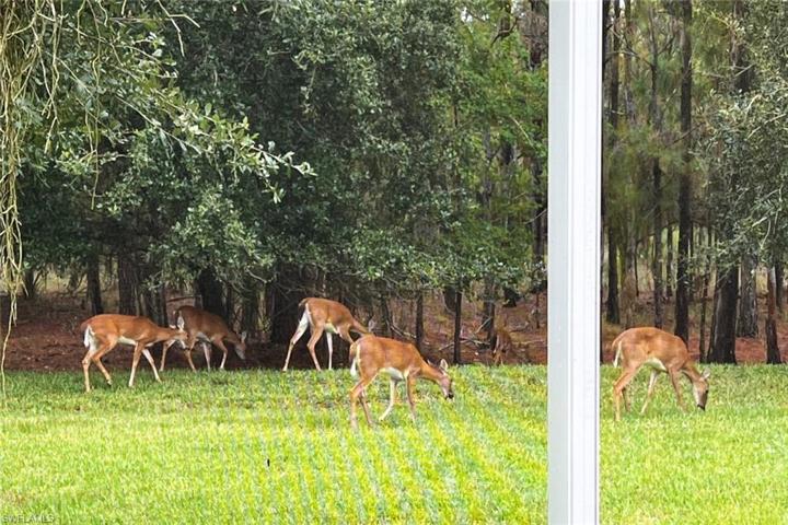 Visiting Deer