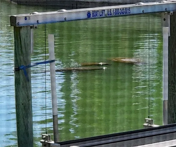 Local manatee family