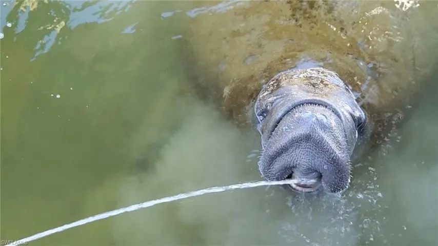 Local manatee coming in for a drink