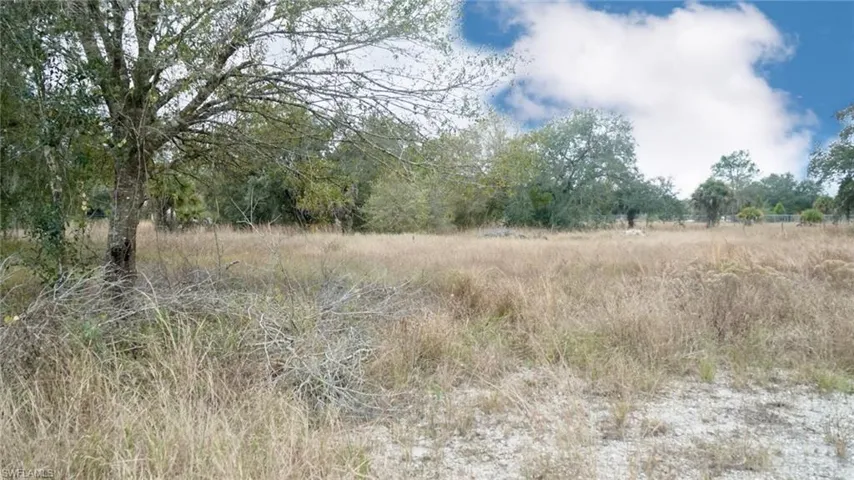 View of tree filled area