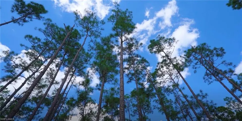 Majestic view of trees in the backyard!