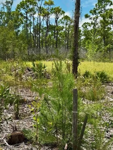 View of nature